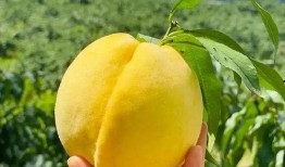 理性吃瓜遂宁,探寻遂宁美食文化之旅