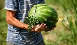 掌瓜可以吃,解锁家常美味新选择