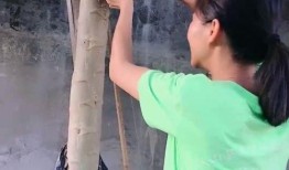 在树上吃瓜图片,夏日悠闲的树顶时光