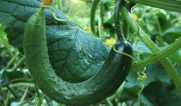 夏天吃瓜悠闲,夏日吃瓜指南