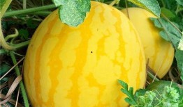 吃瓜嘴边起疙瘩,揭秘网络热议背后的真相