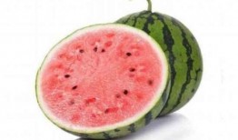 吃半个麒麟瓜热量,揭秘夏日消暑低热量美食新选择