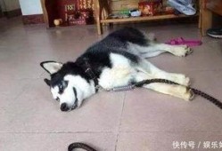 哈士奇吃羊角蜜瓜,萌宠生活趣事一箩筐