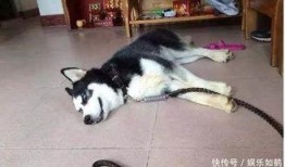 哈士奇吃羊角蜜瓜,萌宠生活趣事一箩筐