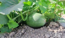 吃瓜一个很大的瓜,一场震惊众人的秘密风暴