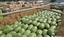 缅甸缅北云南吃瓜,一场独特的“吃瓜”盛宴