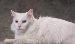 猫吃兰瓜,兰瓜成为猫咪新宠