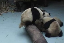 熊猫吃瓜看小孩,趣味横生的亲子时光