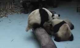 熊猫吃瓜看小孩,趣味横生的亲子时光