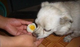 角瓜鸡蛋给狗吃,狗狗营养餐点新选择
