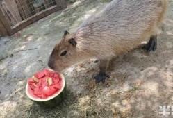 动物世界2吃瓜,吃瓜群众眼中的丛林法则