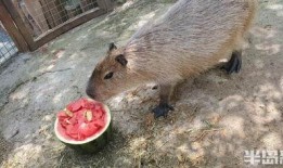 动物世界2吃瓜,吃瓜群众眼中的丛林法则