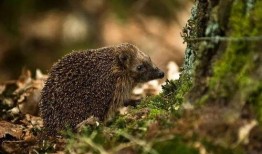 刺猬在瓜地吃瓜的视频,萌态可掬引网友热议