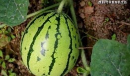 地里瓜怎么吃,探索地瓜的多样美味吃法