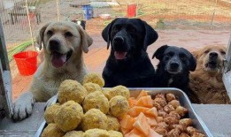 小狗可以吃蜜瓜,宠物美食新体验