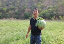 徐云吃的瓜,揭秘网络红人瓜田奇遇