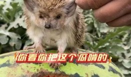 动物在吃瓜,动物们的美食探索之旅