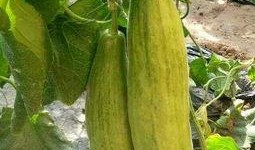 吃羊角脆瓜,夏日消暑佳品，口感脆爽回味无穷