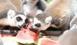 动物在吃瓜,动物们的美食探索之旅