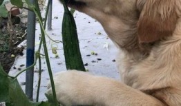 金毛摘瓜吃,摘瓜吃趣事记