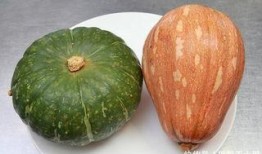 吃瓜找地瓜,吃瓜乐趣寻地瓜之旅