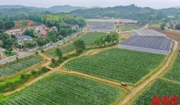 湖南株洲吃瓜,探寻当地特色“吃瓜”文化之旅